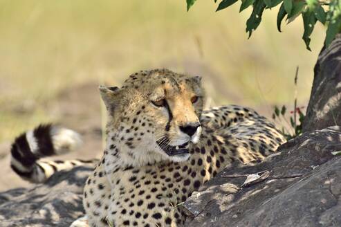 Ein Gepard hält ein Nickerchen im Schatten eines Baumes - CAVF68746