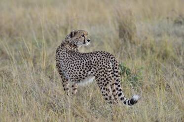 A beautiful cheetah walks the savannah - CAVF68747