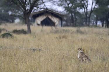 A cheetah watches safari viewers - CAVF68748