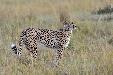 Ein Gepard wandert durch die Savanne - CAVF68749