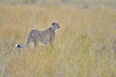 A cheetah walks the savannah looking for its prey - CAVF68750