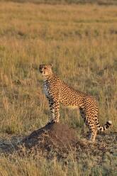 A cheetah watches over the savannah - CAVF68752