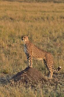 Ein Gepard wacht über die Savanne - CAVF68752