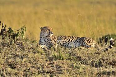 A cheetah lies down for a rest on the savannah - CAVF68753