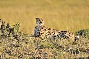 A cheetah lies down for a rest on the savannah - CAVF68754