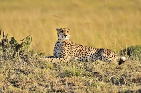 Ein Gepard legt sich zum Ausruhen in der Savanne nieder - CAVF68754