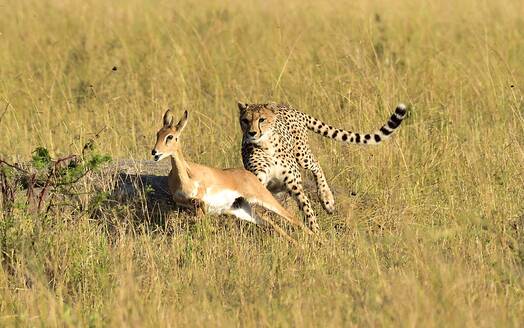 Ein Gepard jagt seine Beute - CAVF68755