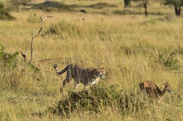 A cheetah chases its prey - CAVF68757