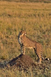 Ein großer Gepard blickt über die Savanne - CAVF68759