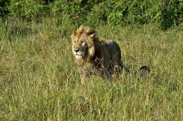 A large male lion watches over the savannah - CAVF68760