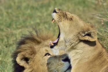 A female lion yawns - CAVF68761