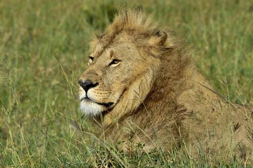 Ein stoischer männlicher Löwe wacht über die Savanne - CAVF68764