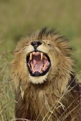 A male lion roars, showing his large teeth - CAVF68765