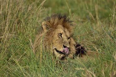 A male lion lies on the savannah - CAVF68767