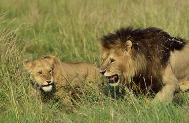 Ein männlicher und ein weiblicher Löwe interagieren - CAVF68769