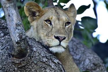 A young lion rests in a tree - CAVF68770