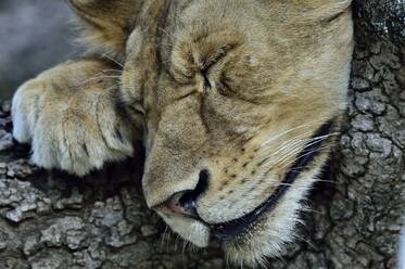 A young lion naps in a tree - CAVF68771