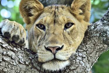 A young lion rests in a tree branch - CAVF68772