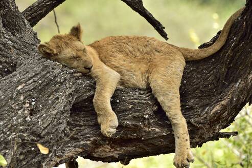 Ein junger Löwe schläft auf einem Baumast - CAVF68774