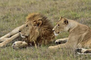 Ein männlicher und ein weiblicher Löwe ruhen sich in der Savanne aus - CAVF68775