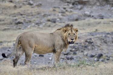 A large male lion - CAVF68776