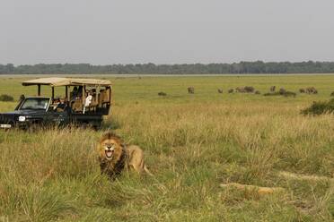 A safari group watches a male lion - CAVF68777