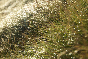 Gras mit Tautropfen. - CAVF68851