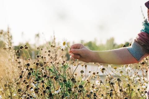 Mädchen pflücken mit der Hand ein wildes Gänseblümchen auf einer Wiese bei Sonnenuntergang, lizenzfreies Stockfoto