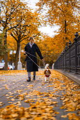 Frau geht im Herbst im Park mit einem Cavalier King Charles Spaniel spazieren - CAVF68932