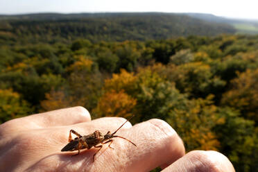 Deutschland, Bayern, Ebrach, Insekt krabbelt auf menschlicher Hand - NDF01002