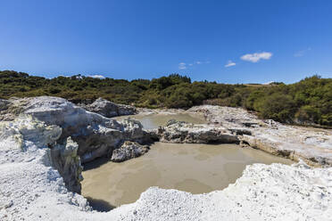 Hell's Gate, Geothermischer Park, Tikitere, Rotorua, Nordinsel, Neuseeland - FOF11011