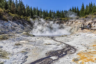 Hell's Gate, Geothermischer Park, Tikitere, Rotorua, Nordinsel, Neuseeland - FOF11019