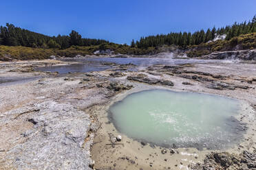 Hell's Gate, Geothermischer Park, Tikitere, Rotorua, Nordinsel, Neuseeland - FOF11020