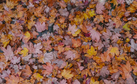 Herbstlaub bedeckt den Boden, lizenzfreies Stockfoto