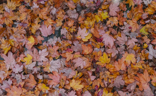 Herbstlaub bedeckt den Boden - AHSF01193