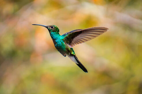 Kolibri fliegt durch den Wald - CAVF69050