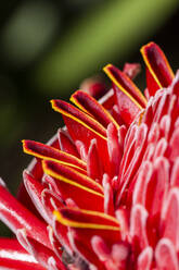 Schöne und bunte rosa und rote Blume Details auf den Regenwald - CAVF69067