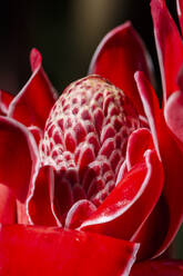 Schöne und bunte rosa und rote Blume Details auf den Regenwald - CAVF69068