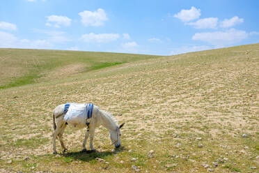 Beduinenpferd grast im Dorf Ar Rawlin, in der Nähe von Arab ar Rashaydah, Westjordanland, Palästina - CAVF69154