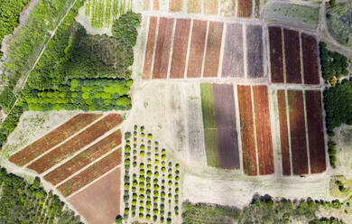 Cultivated fields and fig tree forest from above by drone, Pinefield Plantation, Antigua, Leeward Islands, West Indies, Caribbean, Central America - RHPLF12697