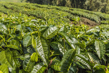 A tea plantation in Cameron Highlands, Pahang, Malaysia, Southeast Asia, Asia - RHPLF12712