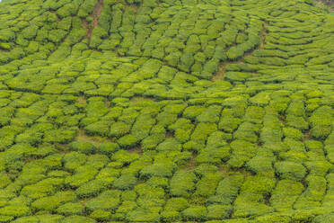A tea plantation in Cameron Highlands, Pahang, Malaysia, Southeast Asia, Asia - RHPLF12715