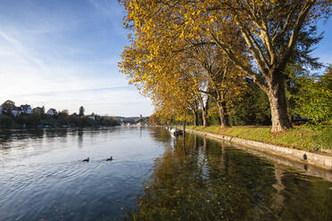 Switzerland, canton Schaffhausen, View of Rhine river and trees - ELF02078