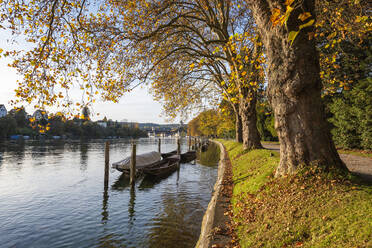 Schweiz, Kanton Schaffhausen, Blick auf Rhein und Bäume - ELF02079