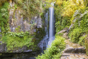 Lower Falls, Kaiate Falls, Bay of Plenty, Nordinsel, Neuseeland - FOF11028