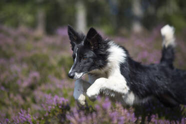 Springender Border Collie in blühendem Heidekraut - MJOF01740