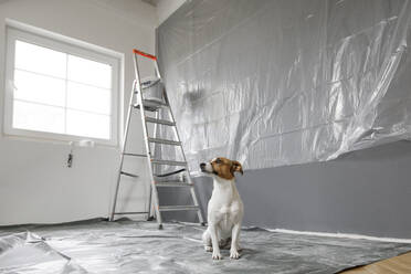 Hund sitzt in einem Zimmer, das renoviert wird - KMKF01136