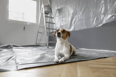 Hund sitzt in einem Zimmer, das renoviert wird - KMKF01137