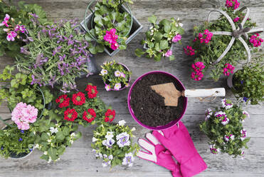Flowers in pots and gardening gloves - GWF06254