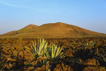Spanien, Kanarische Inseln, Lanzarote, Caldera Los Rostros und Montana del Cortijo, Agave wächst in der Landschaft - SIEF09289
